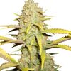 Auto OG Kush genetics, Фасовка: 3+1